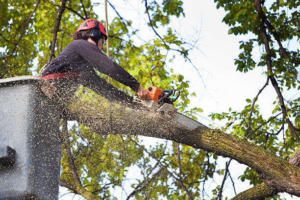 Professional Tree Removal in Center, TX